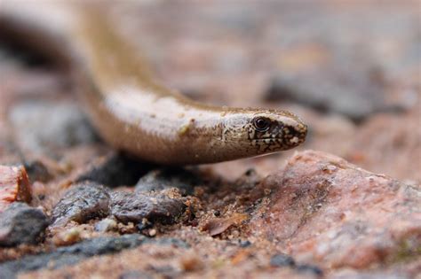 underground reptiles|animals that live deep underground.